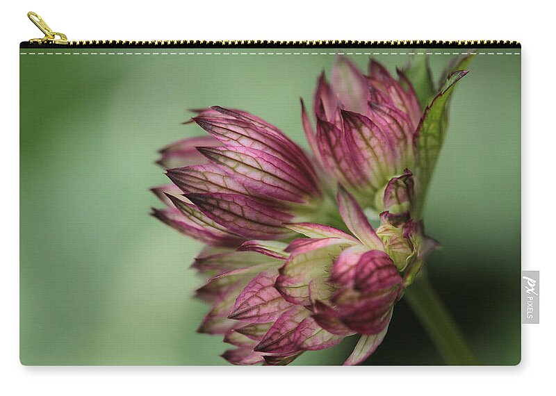 Connie Handsdcomb Zip Pouch featuring the photograph Botanica .. New Beginnings by Connie Handscomb