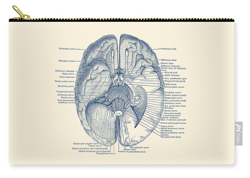 Brain Zip Pouch featuring the drawing Brain Nervous System Diagram - Vintage Anatomy by Vintage Anatomy Prints