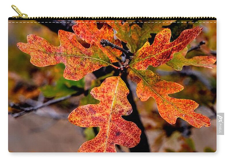 Oak Carry-all Pouch featuring the photograph Branching Oak by Michael Brungardt