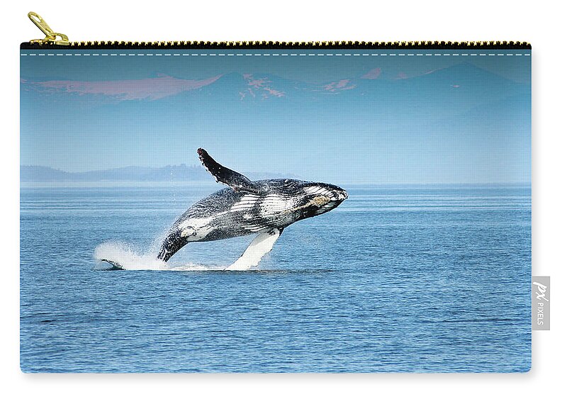 Alaska Zip Pouch featuring the photograph Breaching humpback whales Happy-4 by Steve Darden