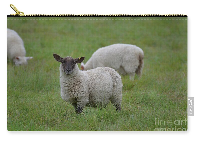 Sheep Zip Pouch featuring the photograph Breathtaking Sheep At A Farm In Ireland by DejaVu Designs