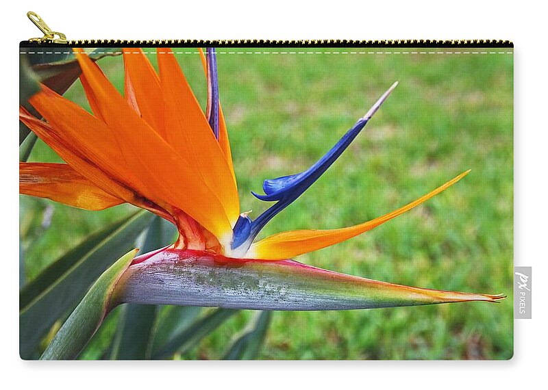 Bird Of Paradise Zip Pouch featuring the photograph Bright Bird by Michiale Schneider