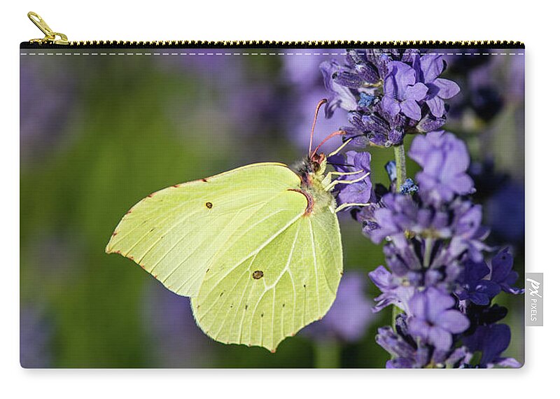 Brimstone Zip Pouch featuring the photograph Brimstone butterfly and the lavender by Torbjorn Swenelius