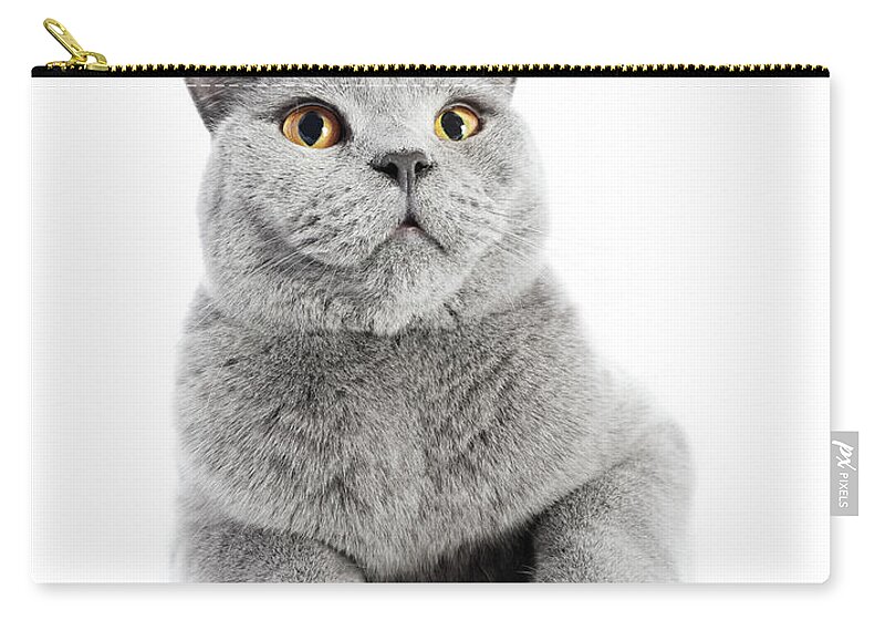 Cat Zip Pouch featuring the photograph British Shorthair cat isolated on white. Wide angle by Michal Bednarek