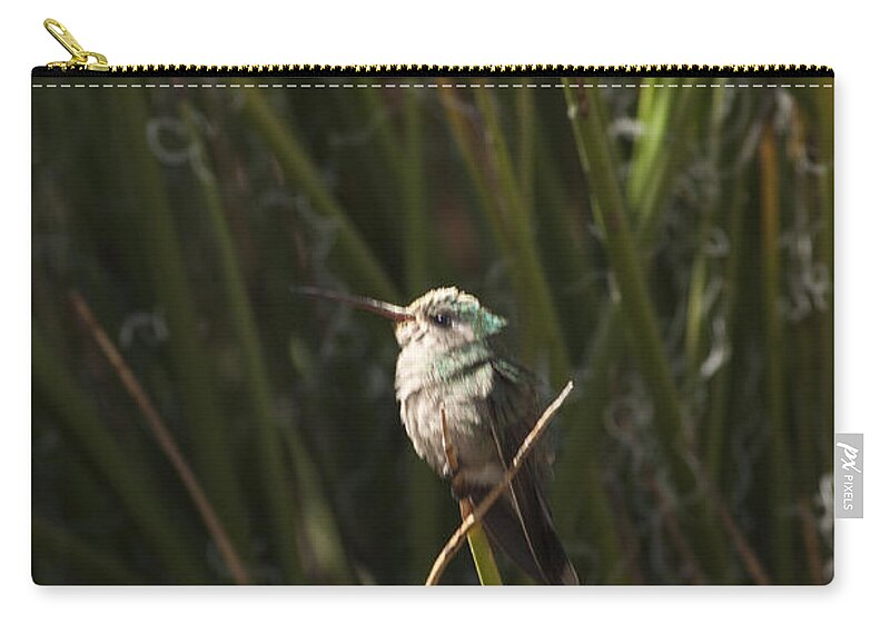 Arizona Zip Pouch featuring the photograph Broad Billed Humming Bird fem by Daniel Hebard