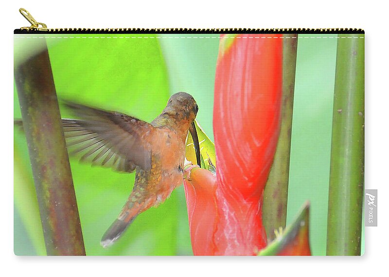 Heliconia Carry-all Pouch featuring the photograph Bronzy Hermit on Heliconia by Ted Keller