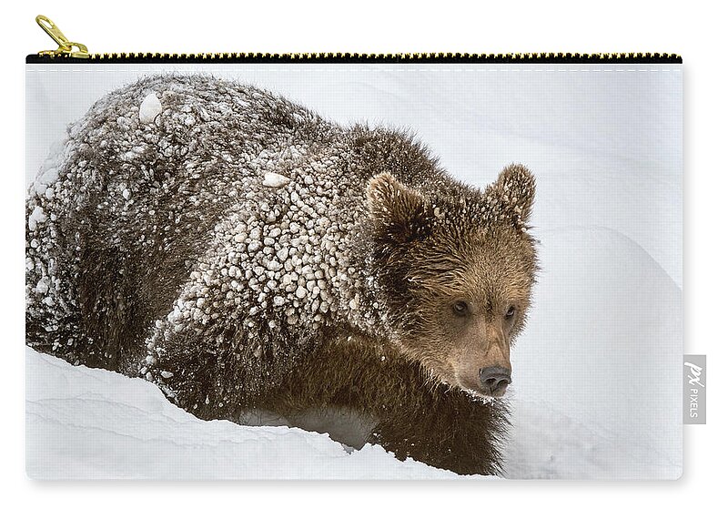 Young Zip Pouch featuring the photograph Brown Bear Cub in the Snow by Arterra Picture Library
