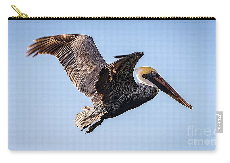 Nature Zip Pouch featuring the photograph Brown Pelican In Flight - Pelecanus Occidentalis by DB Hayes