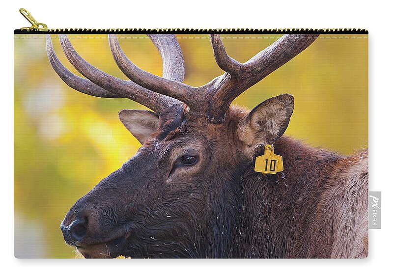 Bull Elk Number Ten Zip Pouch featuring the photograph Bull Elk Number 10 by Mark Miller