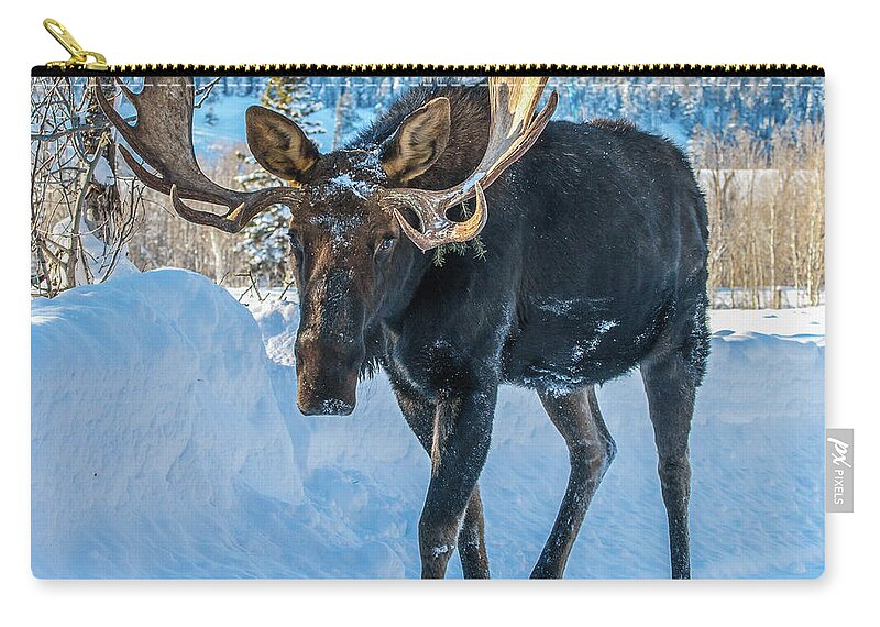 Bull Moose Zip Pouch featuring the photograph Bull Moose Passing Cars by Yeates Photography