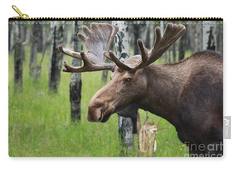 Big Zip Pouch featuring the photograph Bull Moose Portrait by Cathy Beharriell