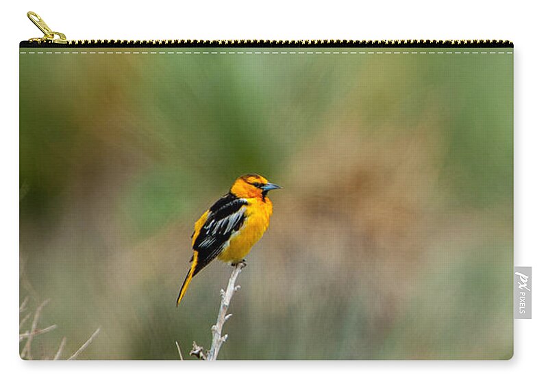 Bird Zip Pouch featuring the photograph Bullock's Oriole by Jeff Phillippi