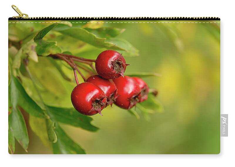 Bunch Zip Pouch featuring the photograph Bunch of Hawthorn berries by Elena Perelman