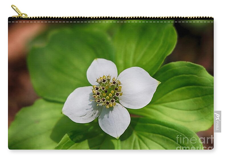 Bunchberry Zip Pouch featuring the photograph Bunchberry Wild Flower by Elizabeth Dow