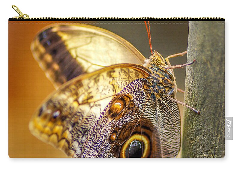Butterfly Zip Pouch featuring the photograph Butterfly 02 by Will Wagner