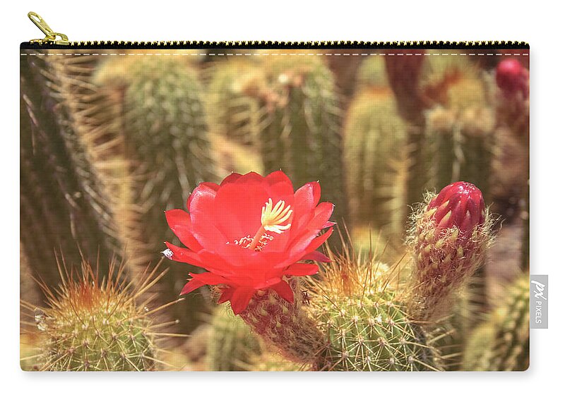 Cactus Zip Pouch featuring the photograph Cactus bloom by Darrell Foster