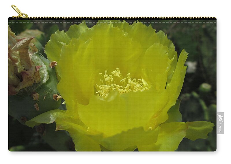 Cactus Flower Zip Pouch featuring the photograph Cactus Flower in bloom by Kevin Caudill