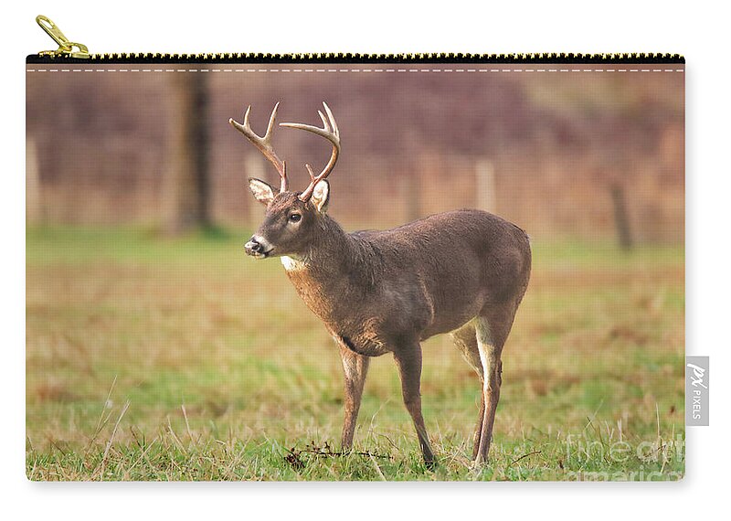 Buck Zip Pouch featuring the photograph Cades Cove Buck by Geraldine DeBoer