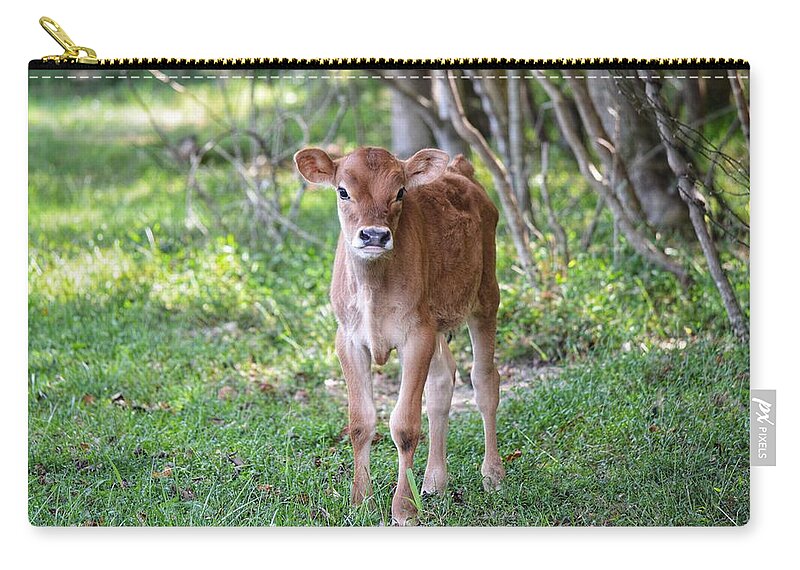 Calf Zip Pouch featuring the photograph Calf by Joseph Caban