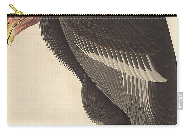 Vulture Zip Pouch featuring the painting Californian Vulture by John James Audubon