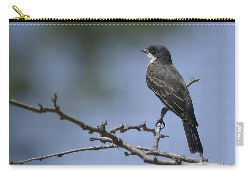 Kingbird-eastern- Birds- Kingbird- Birds Of Colorado- Zip Pouch featuring the photograph Calm by Rae Ann M Garrett