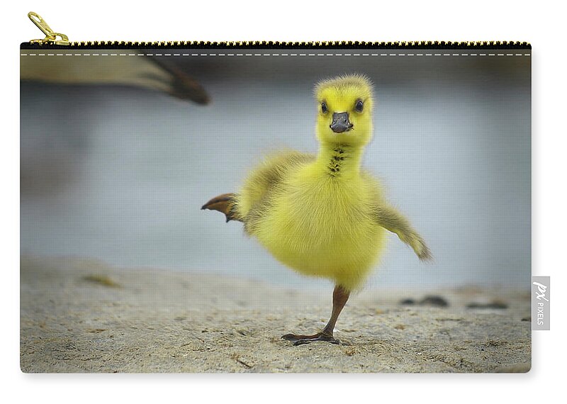 Cute Furry Gosling Carry-all Pouch featuring the photograph Camden Gosling by Jeff Cooper