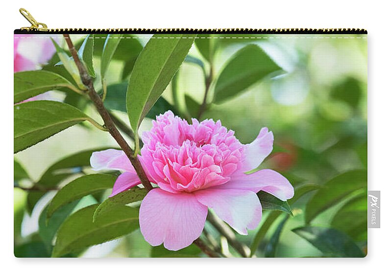 Camellia X Williamsii Ballet Queen Zip Pouch featuring the photograph Camellia Ballet Queen by Tim Gainey