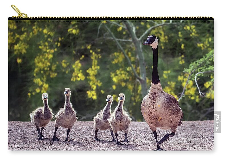 Canada Zip Pouch featuring the photograph Canada Goose and Goslings 7581-042618-1 by Tam Ryan