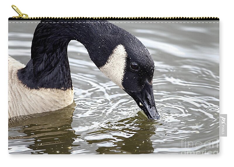 Canada Goose Zip Pouch featuring the photograph Canada Goose Nibbling on Bread Crumbs by Sharon Talson