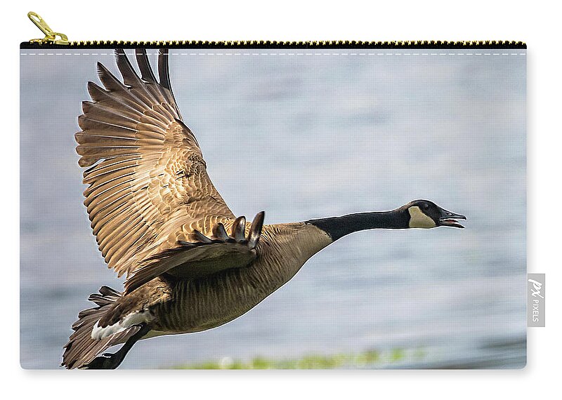 Goose Carry-all Pouch featuring the photograph Canada Goose In Flight by DB Hayes