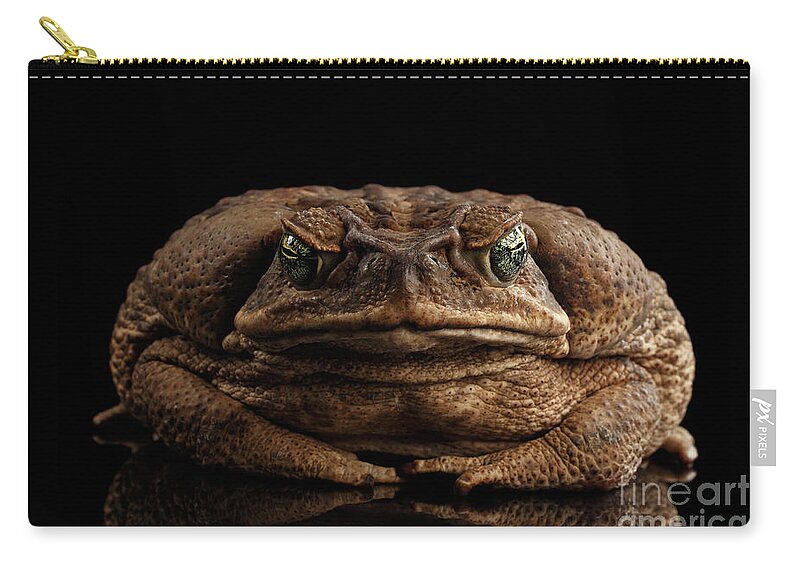 Toad Zip Pouch featuring the photograph Cane Toad by Sergey Taran