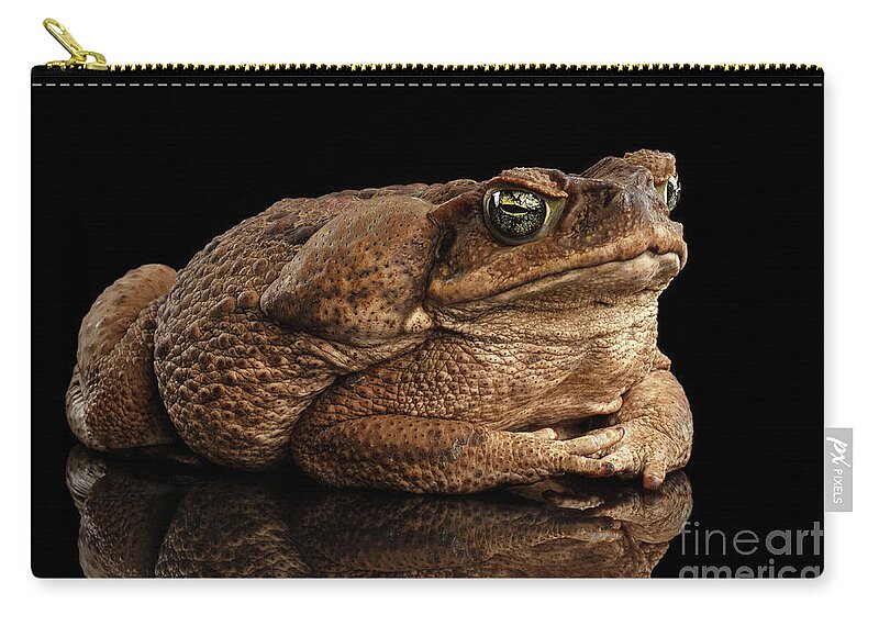Toad Zip Pouch featuring the photograph Cane Toad - Bufo marinus, giant neotropical or marine toad Isolated on Black Background by Sergey Taran
