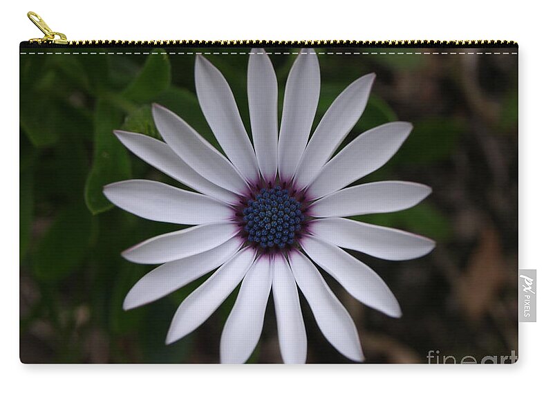 Cape Daisy Zip Pouch featuring the photograph Cape Daisy by Richard Brookes