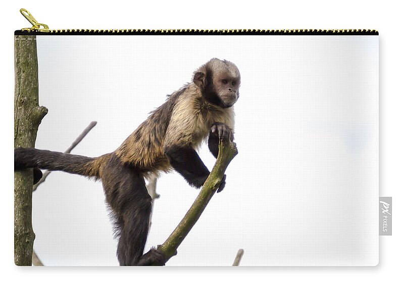 Animal Zip Pouch featuring the photograph Capuchin Monkey by Scott Lyons