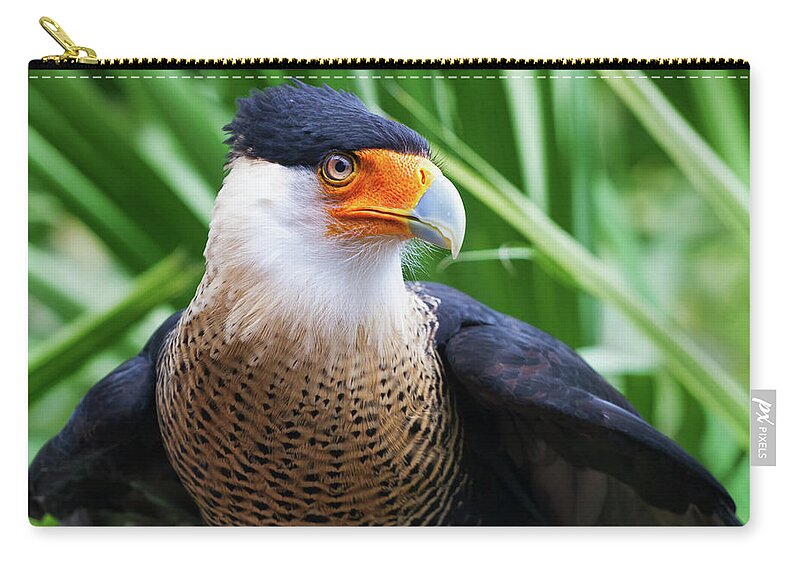 Nature Zip Pouch featuring the photograph Caracara 1 by Arthur Dodd