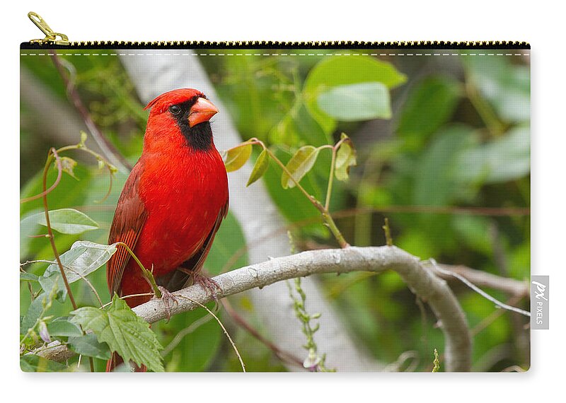 Cardinal Carry-all Pouch featuring the photograph Cardinal 147 by Michael Fryd