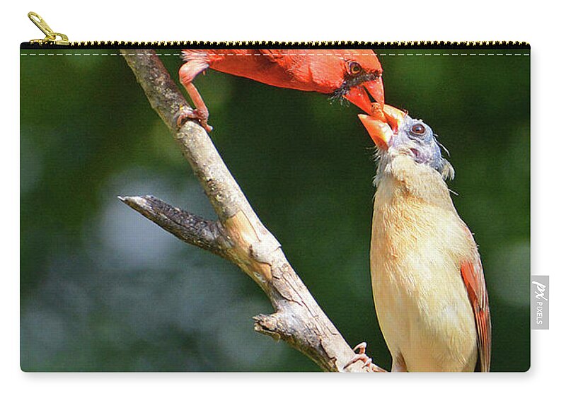 Cardinal Carry-all Pouch featuring the photograph Cardinal Feeding the Youngster by Ted Keller