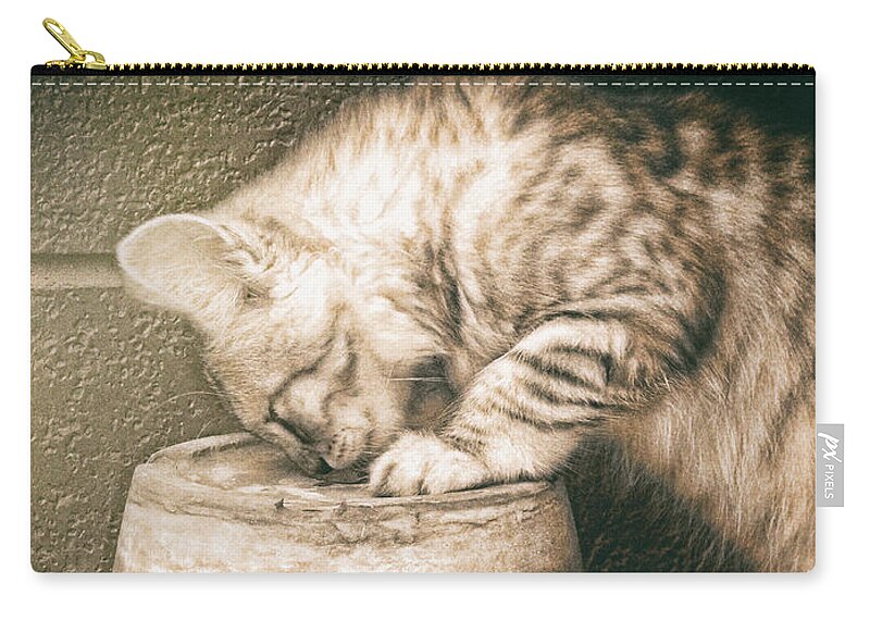Pet Zip Pouch featuring the photograph Cat curiosity by Giuseppe Esposito