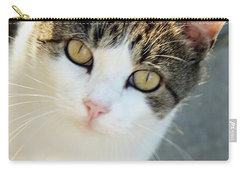 Cat Zip Pouch featuring the photograph Cat Eyes by Cora Wandel