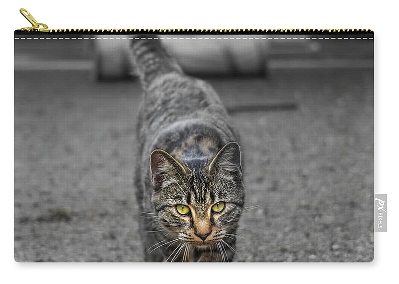 Cat Carry-all Pouch featuring the photograph Cat on the Prowl by Rick Deacon