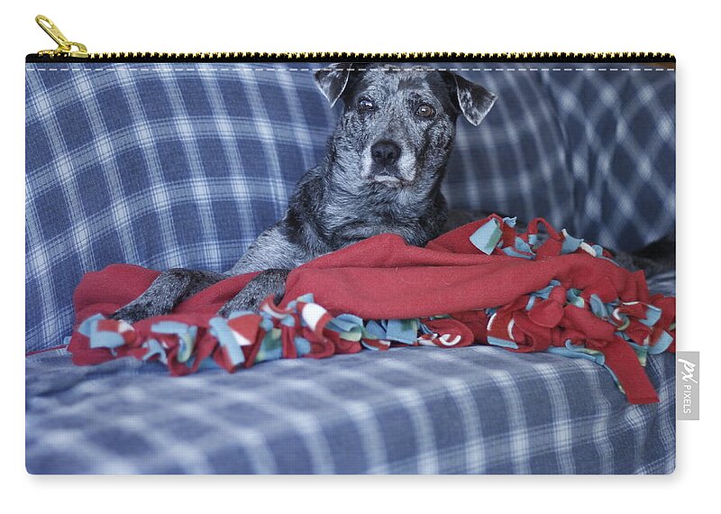 Catahoula Leopard Dog Zip Pouch featuring the photograph Catahoula Leopard Dog in blue by Valerie Collins