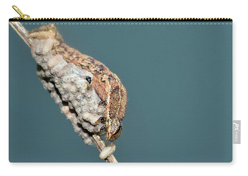 Photograph Zip Pouch featuring the photograph Caterpillar and Parasitic Wasp/Eggs by Larah McElroy
