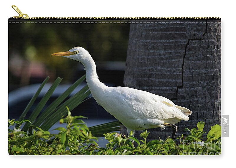 Cattle Egret Zip Pouch featuring the photograph Cattle Egret On A Hedge by William Tasker