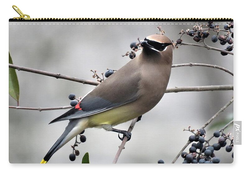 Kathy Long Zip Pouch featuring the photograph Cedar Waxwing 1 by Kathy Long