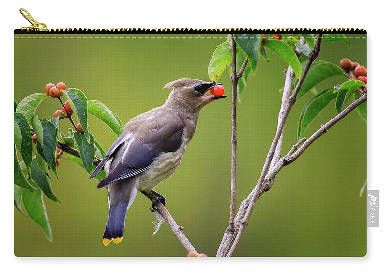 Gary Hall Zip Pouch featuring the photograph Cedar Waxwing 2 by Gary Hall