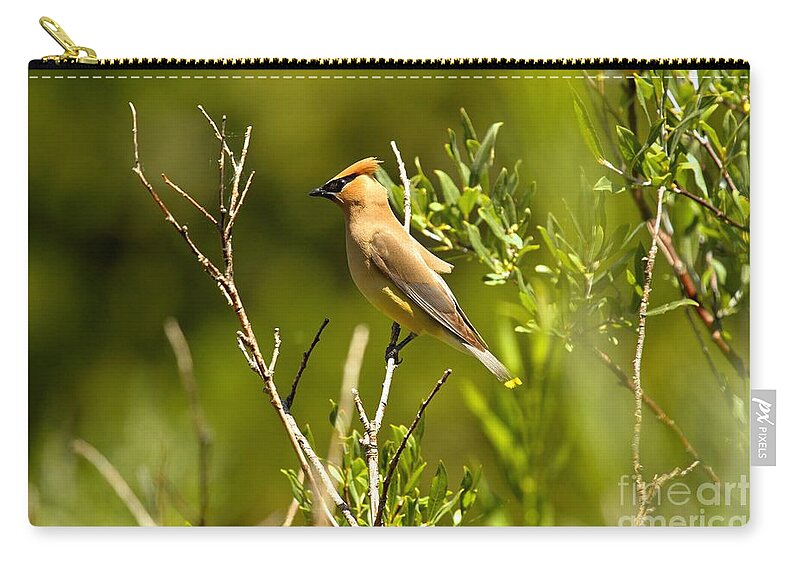 Cedar Waxwing Zip Pouch featuring the photograph Cedar Waxwing At Glacier by Adam Jewell