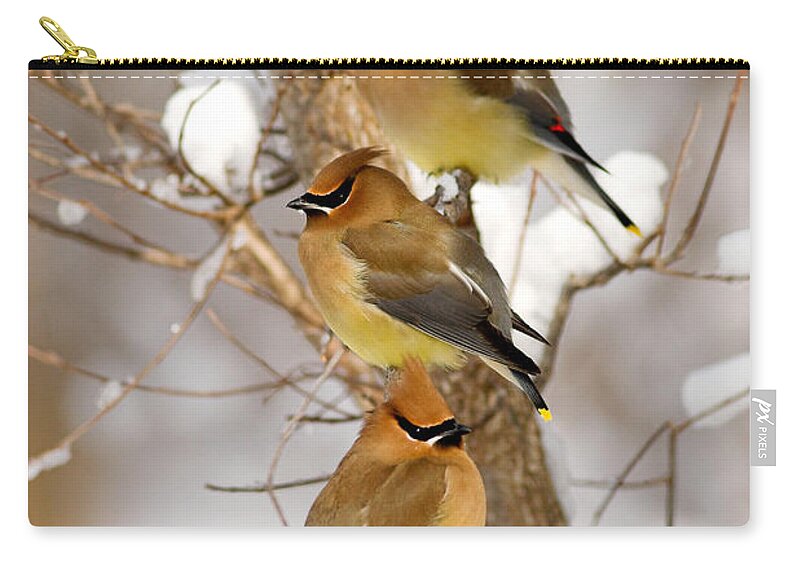 Animal Zip Pouch featuring the photograph Cedar Waxwings by Kenneth M Highfill