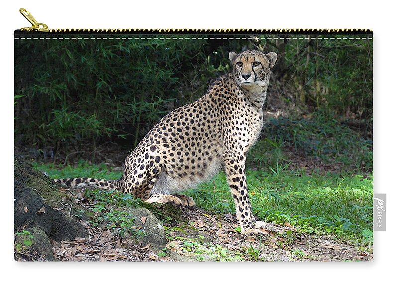 Cheetah Zip Pouch featuring the photograph Cheetah Watching by Catherine Sherman