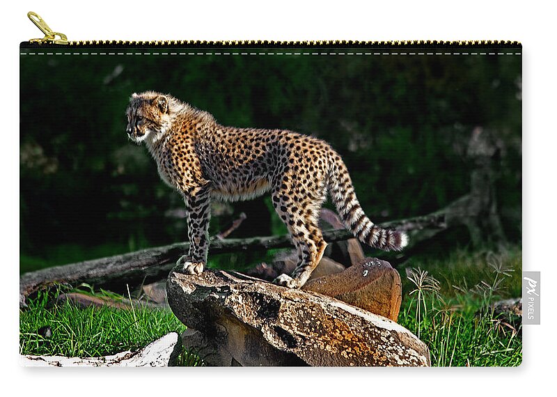 #cheetah Zip Pouch featuring the photograph Cheetah cub finds her pride rock by Miroslava Jurcik