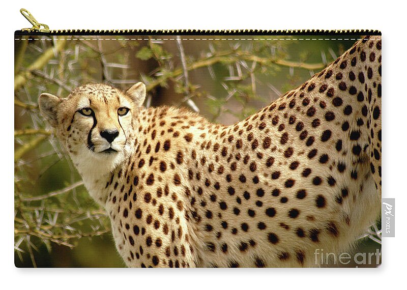 Cheetah Zip Pouch featuring the photograph Cheetah Portrait on a rock looking looking for prey. by Gunther Allen
